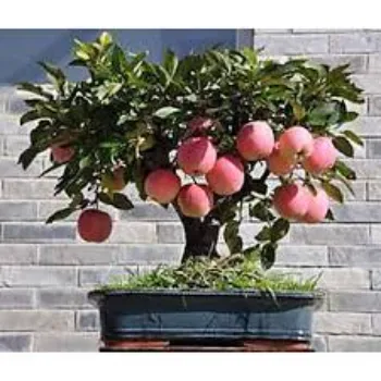 Apple Bonsai Plants